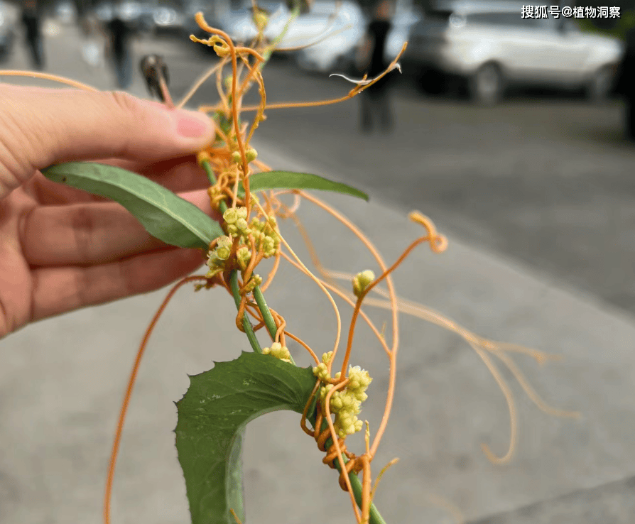 澳门今晚必中一肖一码90—20,太原植物园推出精彩活动