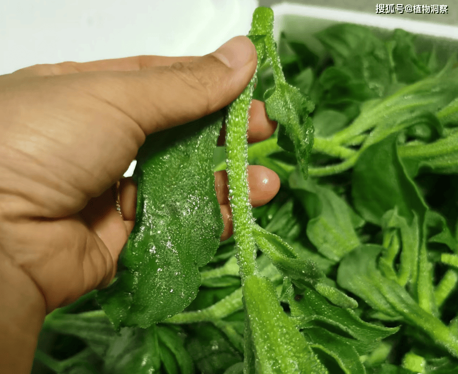 新澳门一肖一码中恃,国家植物园体系建设稳步推进 植物迁地保护能力大幅提升