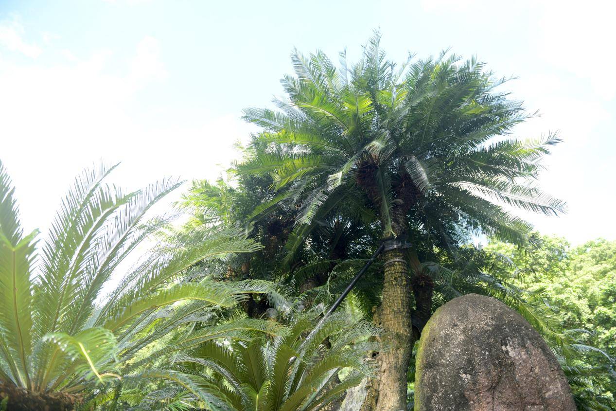 管家婆最准一肖一码,仙湖植物园将建全球热带亚热带植物资源迁地保护中心