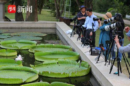 新奥管家婆免费资料官方,探访广州云溪植物园：岭南山水园林 植物保育乐土