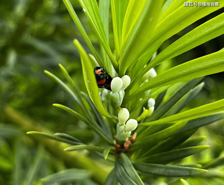 新澳天天开奖资料大全,浮光微影 | 八月中旬的植物园