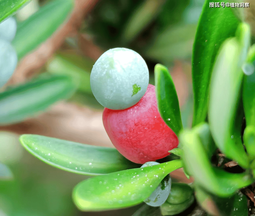 管家婆一肖-一码-一中一特,这植物果实像罗汉，俗称“罗汉松”，50000元1棵，若遇到就发了！