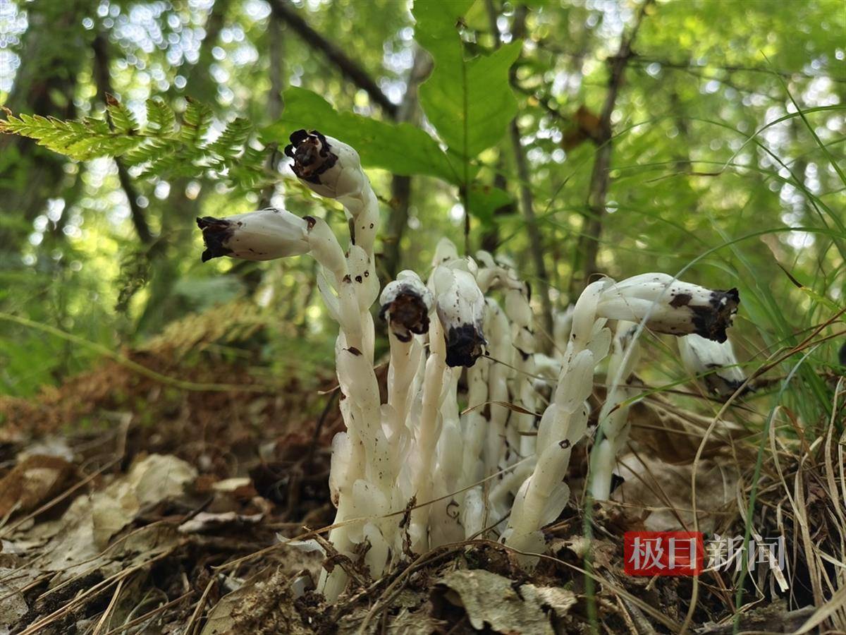 澳门特一肖一码免费提,“蕨类植物之王”桫椤在广西生长范围逐年扩大