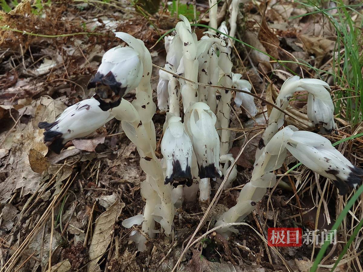 澳门正版免费全年资料大全问你,多肉植物的正确栽种步骤，超级简单，种多肉不难，难的是养护