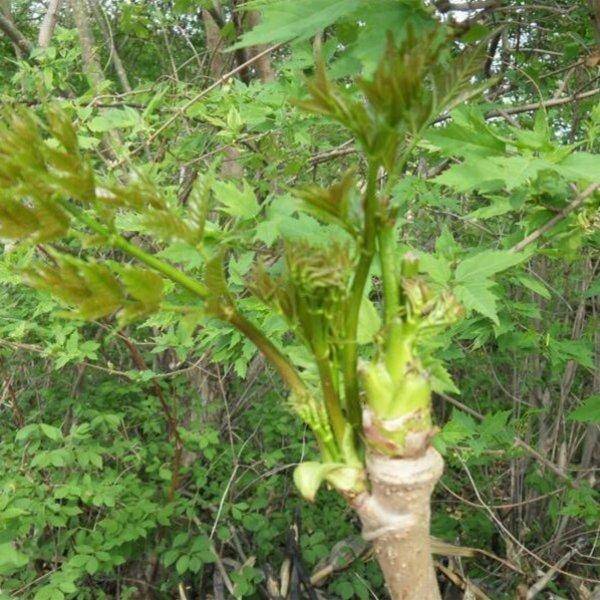 新澳一码一肖100,上博东馆屋顶花园向公众开放 携手上海植物园举办“木石双清：江南石供与海派盆景展”