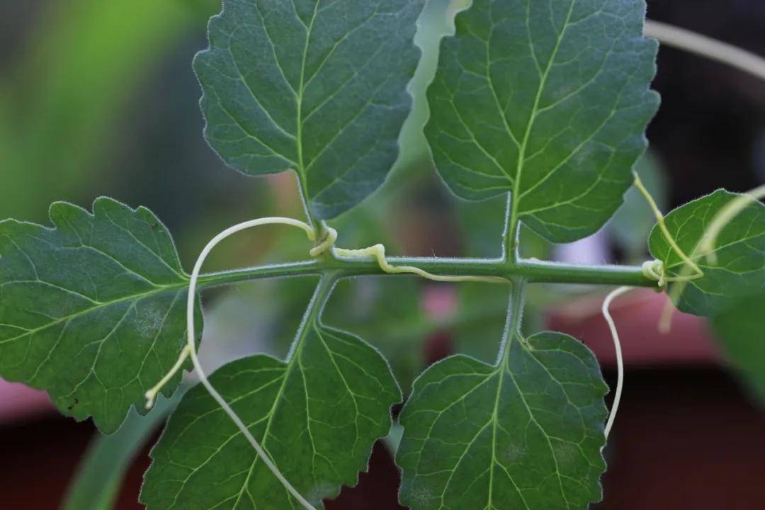 精准一肖一码100准最准一肖_,教师节“逆向送礼”，老师给新生送上“植物界小强”