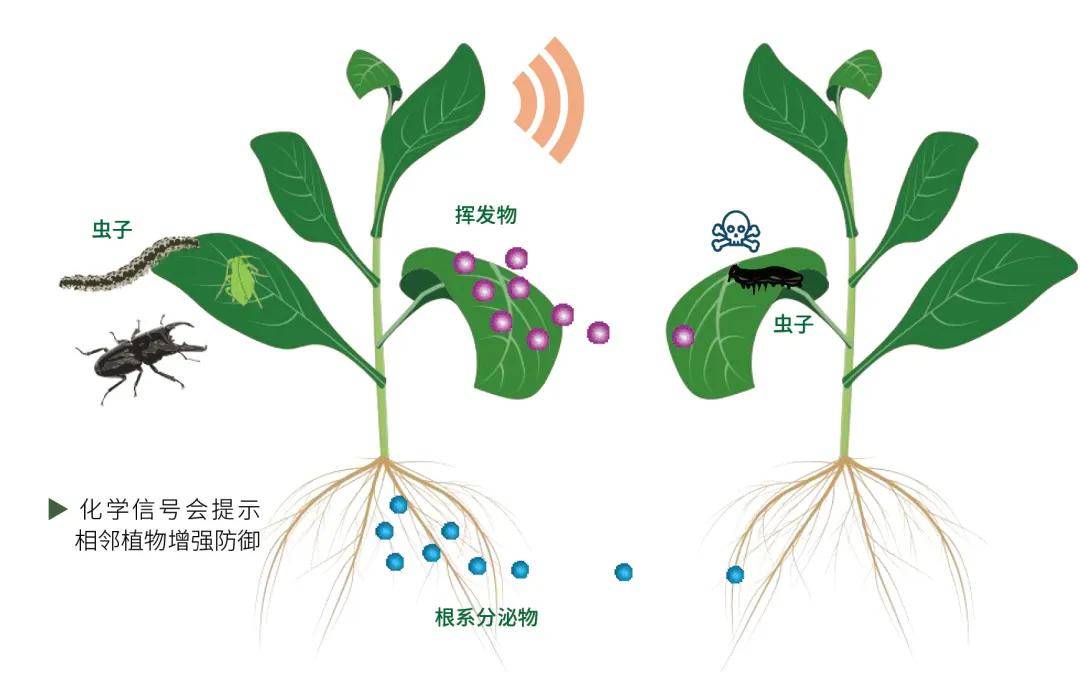 内部免费一肖一码,新研究揭示植物抗病基因与根际微生物群落的新型关系