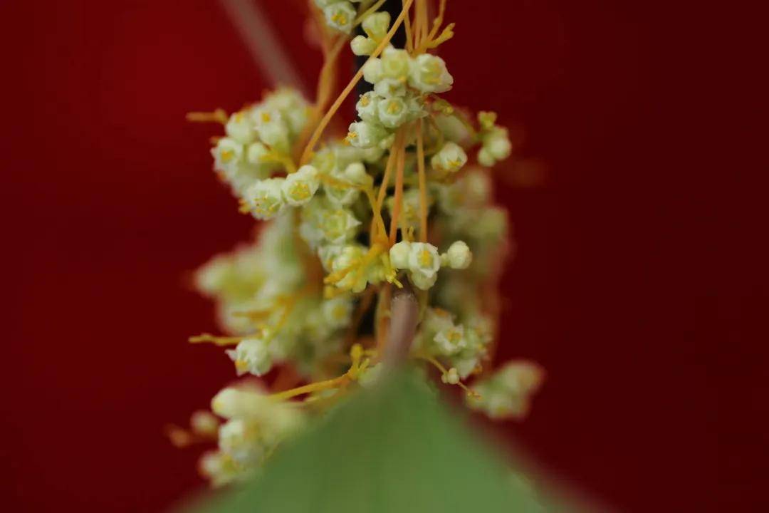 管家婆澳门免费开奖大全,广州云溪植物园开园 保育展示各类植物1320种