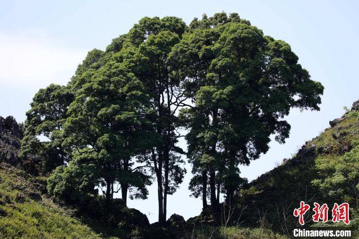 管家婆必出一肖一码一中一特,逛公园时扫码可探索植物知识｜这些公园里有“网上植物园”→