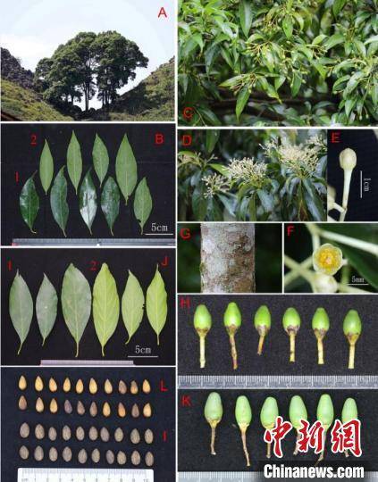 管家婆澳门免费开奖大全,广州云溪植物园开园 保育展示各类植物1320种