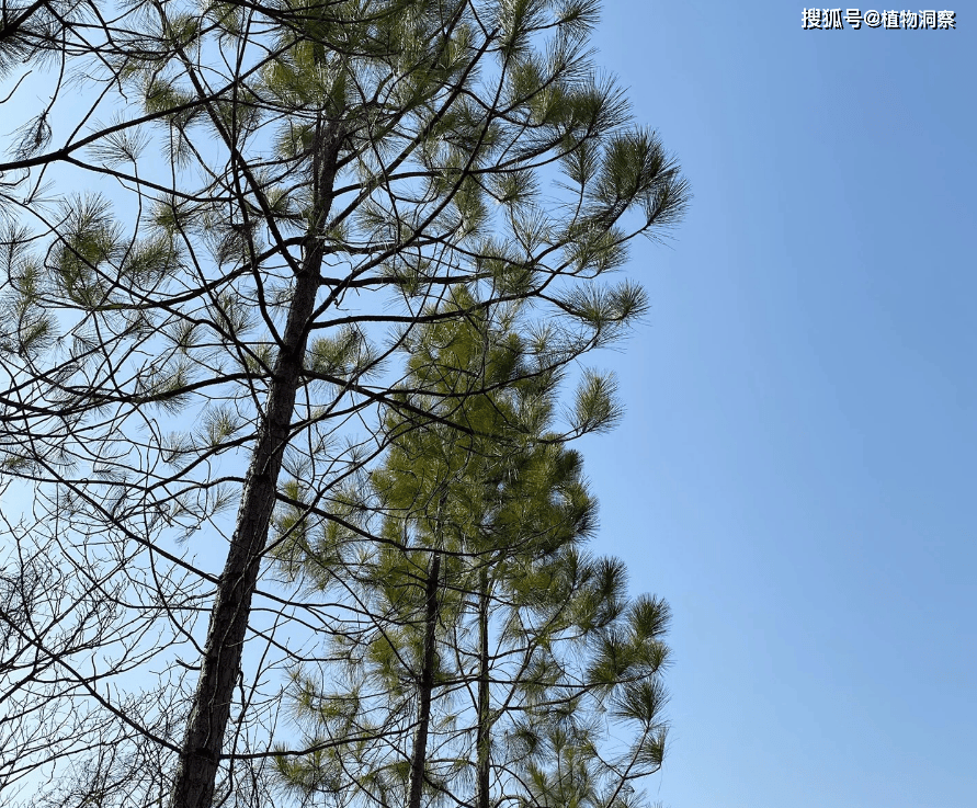 澳门一肖,植物大战虫子！近120种食虫植物亮相辰山植物园