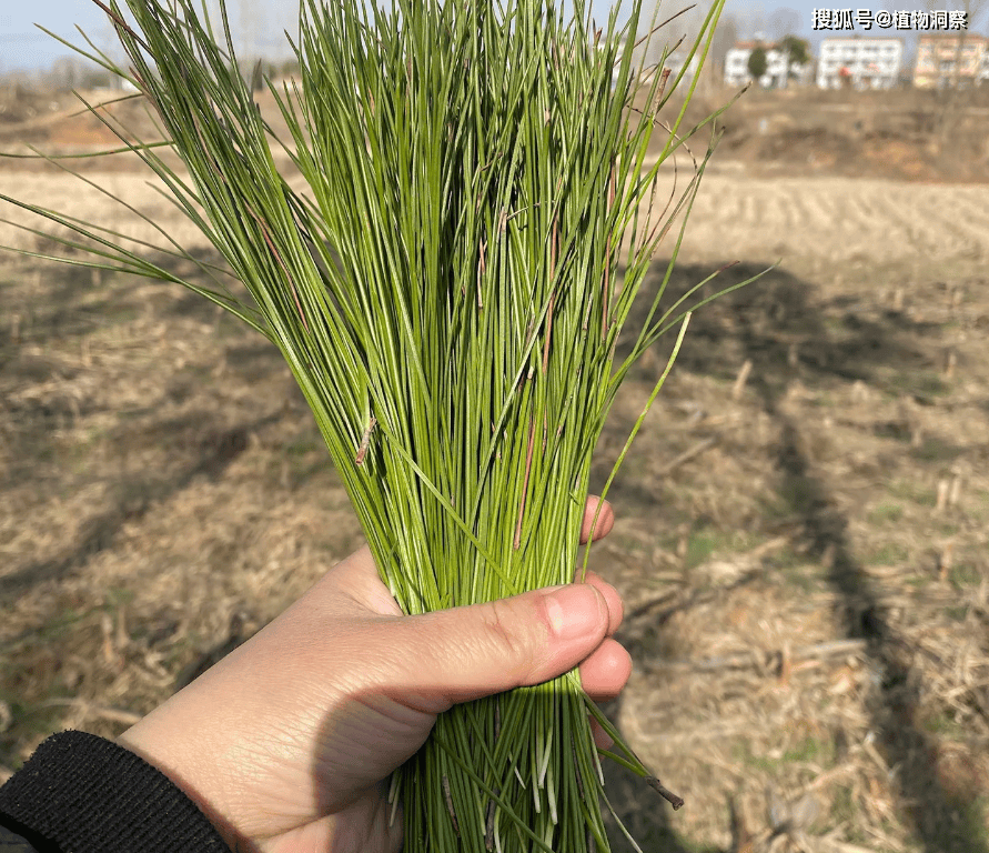 澳门一肖一码100准,广东出台植物迁地保护体系规划 推动植物资源保护和可持续利用