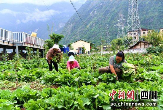 资料大全正版资料,港股科技股强势领涨，港股科技ETF（513020）涨1.9%