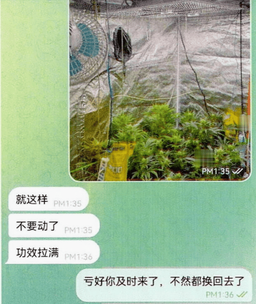 2024年正版资料大全,这种野生植物，珍贵稀有请珍惜，见到请不要拔，国家二级保护植物