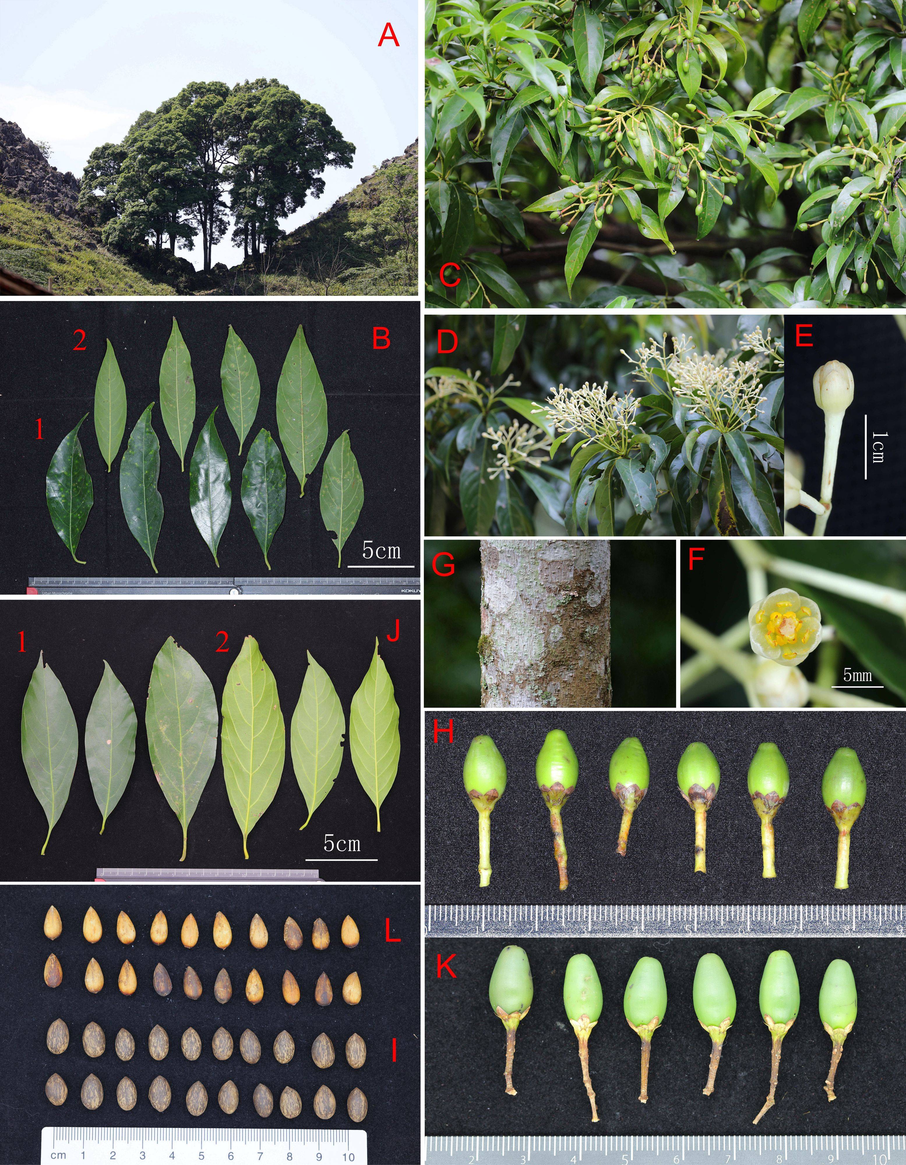 管家婆一码一肖一种大全,奇幻植物园：全球珍稀植物的秘密