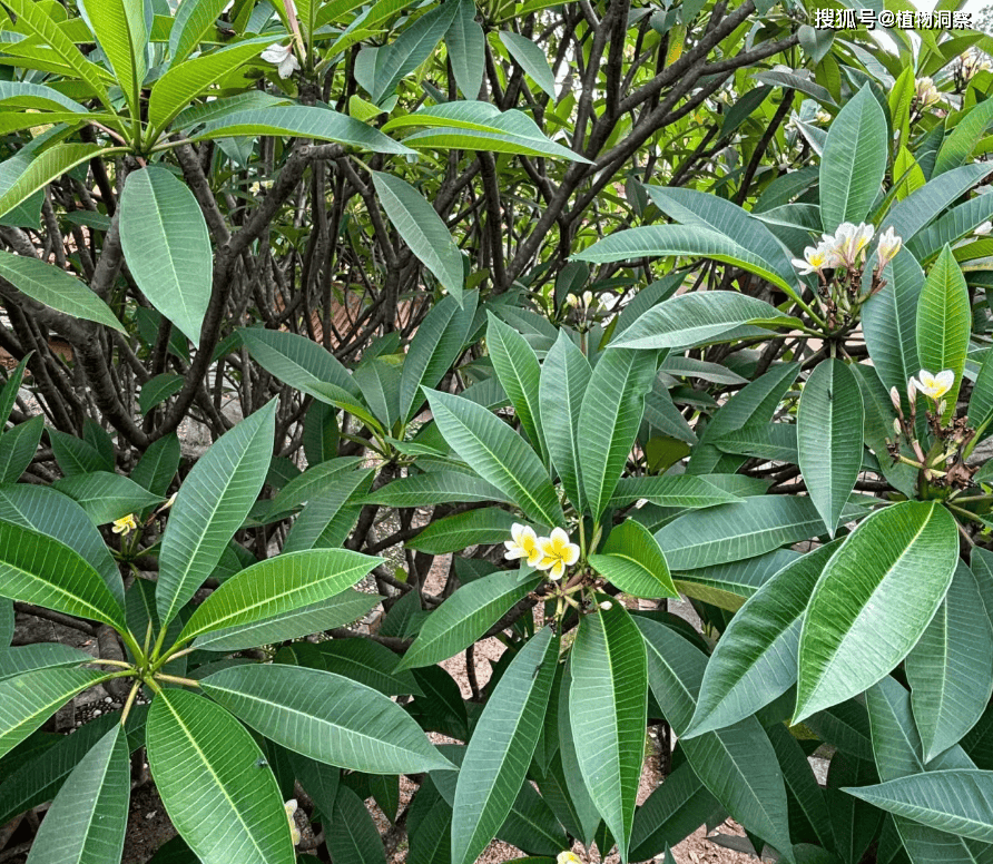 管家婆一肖中特,探访广州云溪植物园：岭南山水园林 植物保育乐土