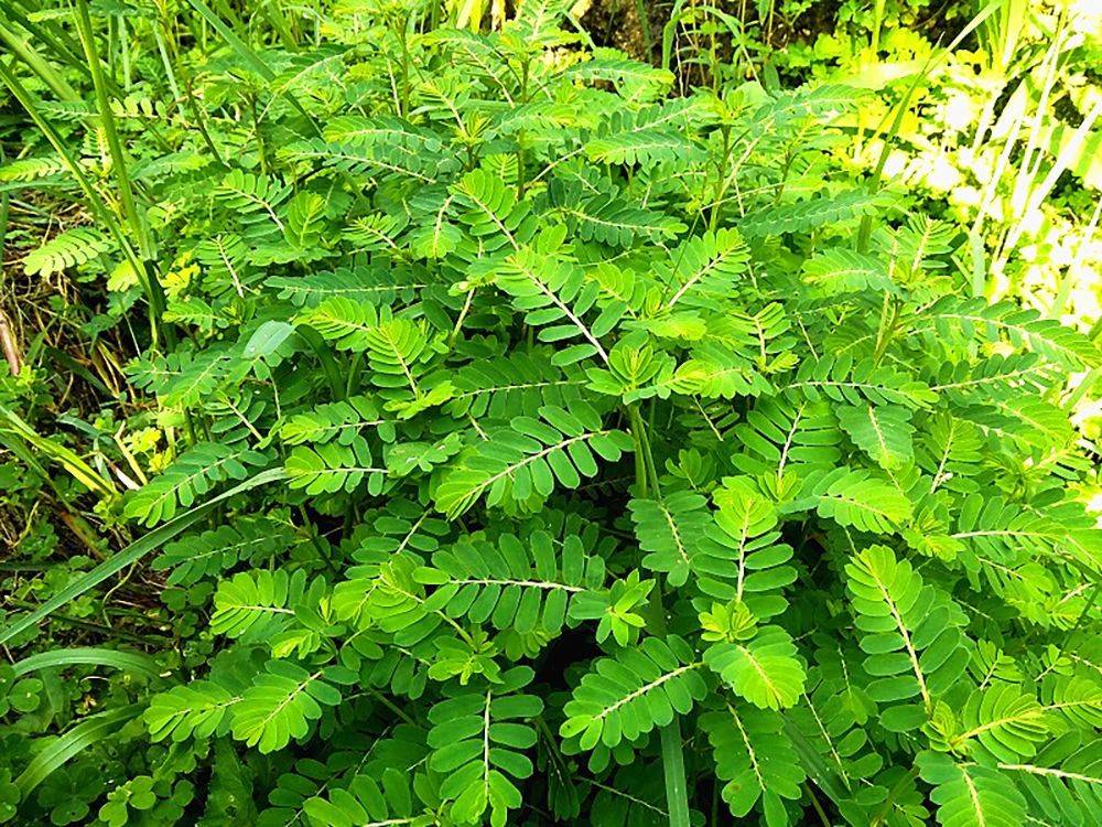 管家婆澳门一肖一码,4岁男童误食植物中毒！医生提醒：这些植物均有毒性（转发提醒）