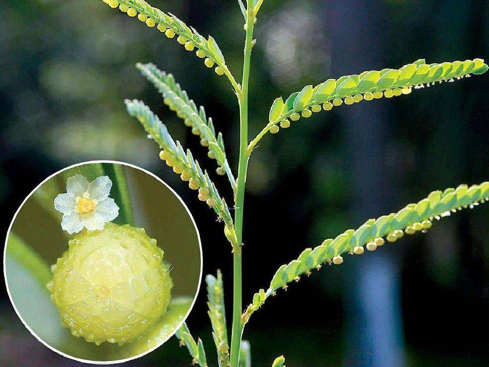 澳门正版免费全年资料大全问你,益阳：植物“大观园”让人大开眼界