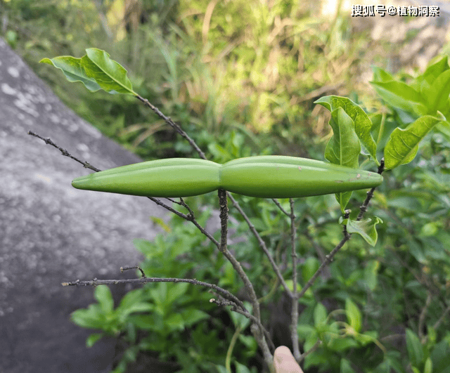 2024白小姐一肖一码,教师节“逆向送礼”，老师给新生送上“植物界小强”