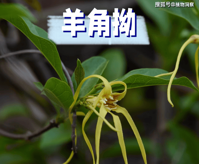 2004新澳门天天开好彩大全,“明星”植物开花了