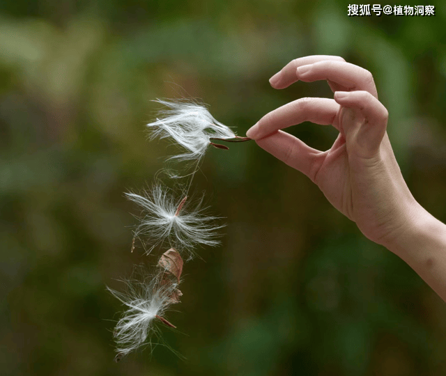 最准一肖一码一一子中特,兰坪县腊岔箐水库工程项目国家重点保护野生植物采挖移植竞争性谈判公告 