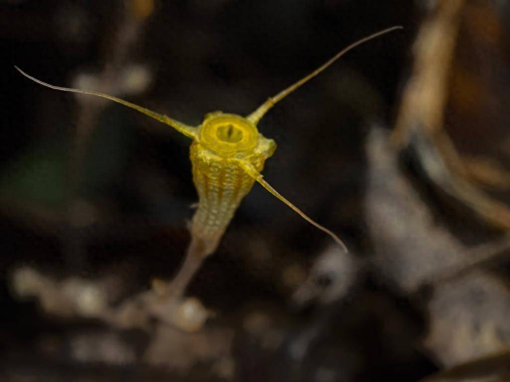 新澳门开奖结果2023开奖记录,这植物花很像鸡蛋，俗称“鸡蛋花”，可作蔬亦可入药，遇到别错过了！